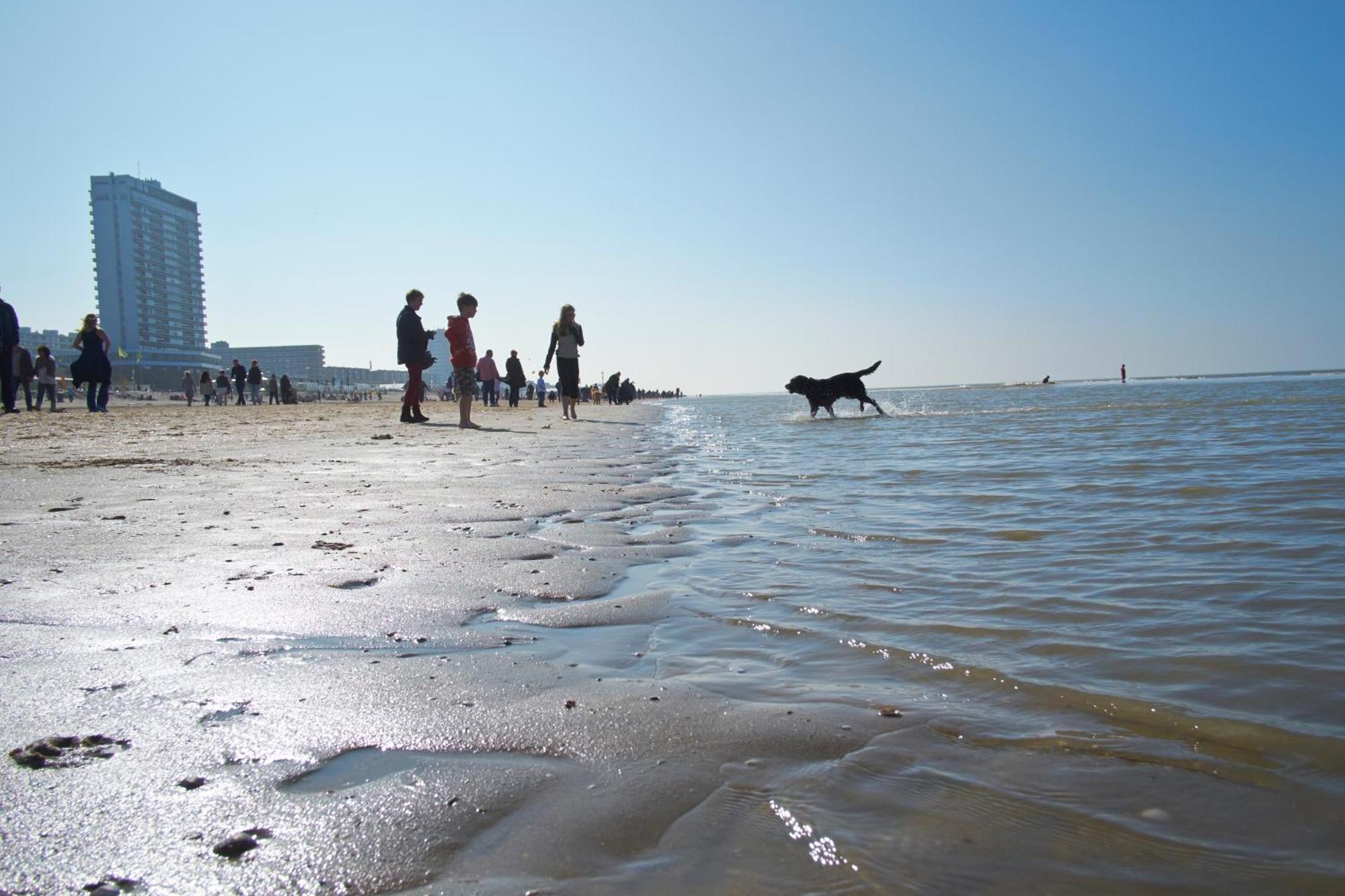 Familie Zwinkels Apartment Zandvoort Bagian luar foto